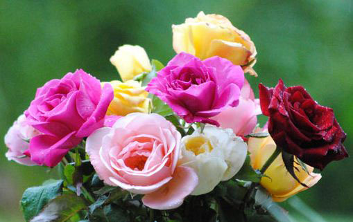 original flowers photo original flowers photo