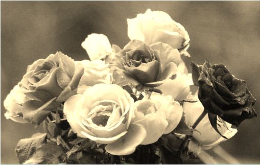 sepia tone applied to the flowers photo sepia tone applied to the flowers photo